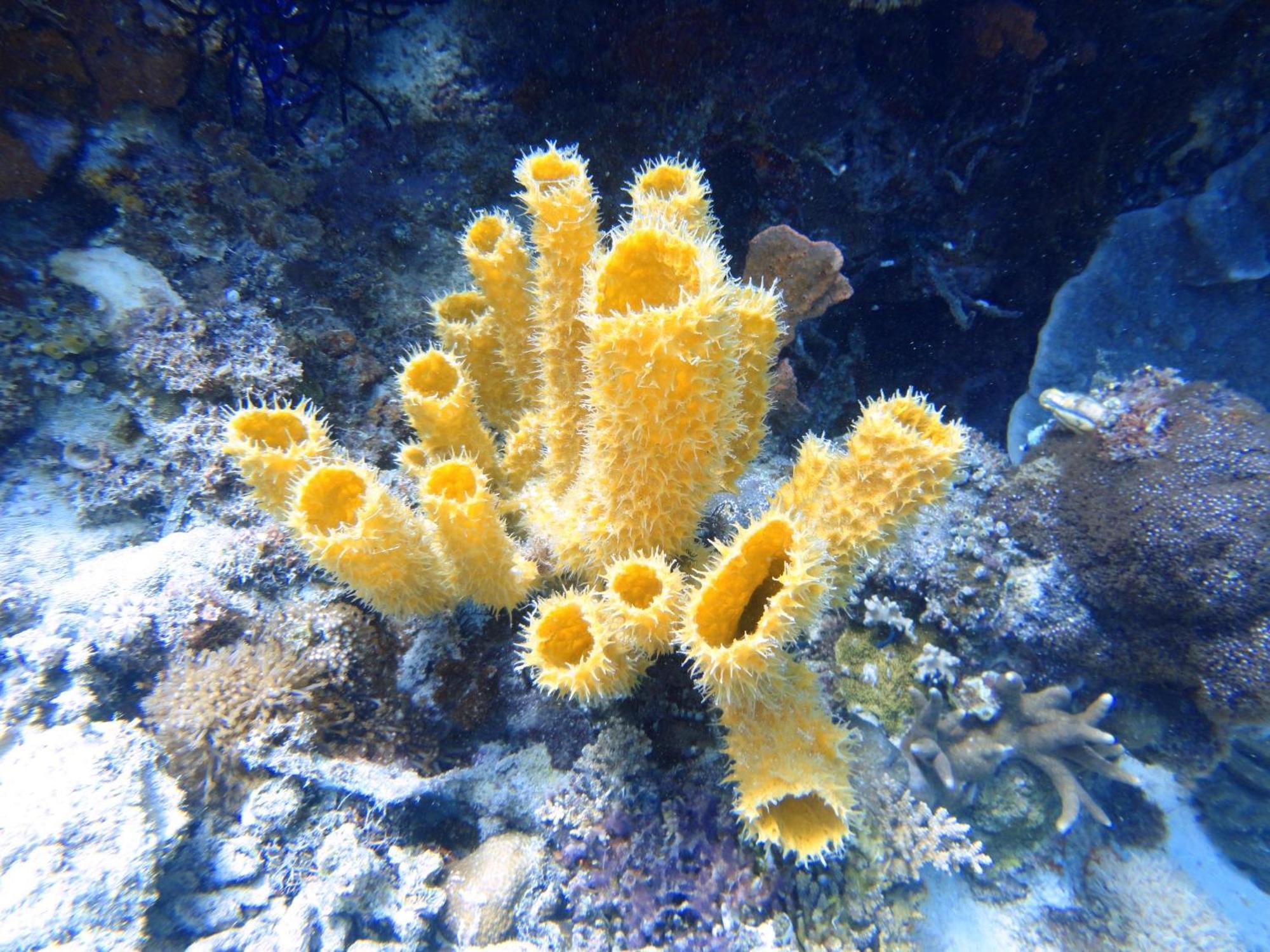 Budi Sun Resort ماوميري المظهر الخارجي الصورة