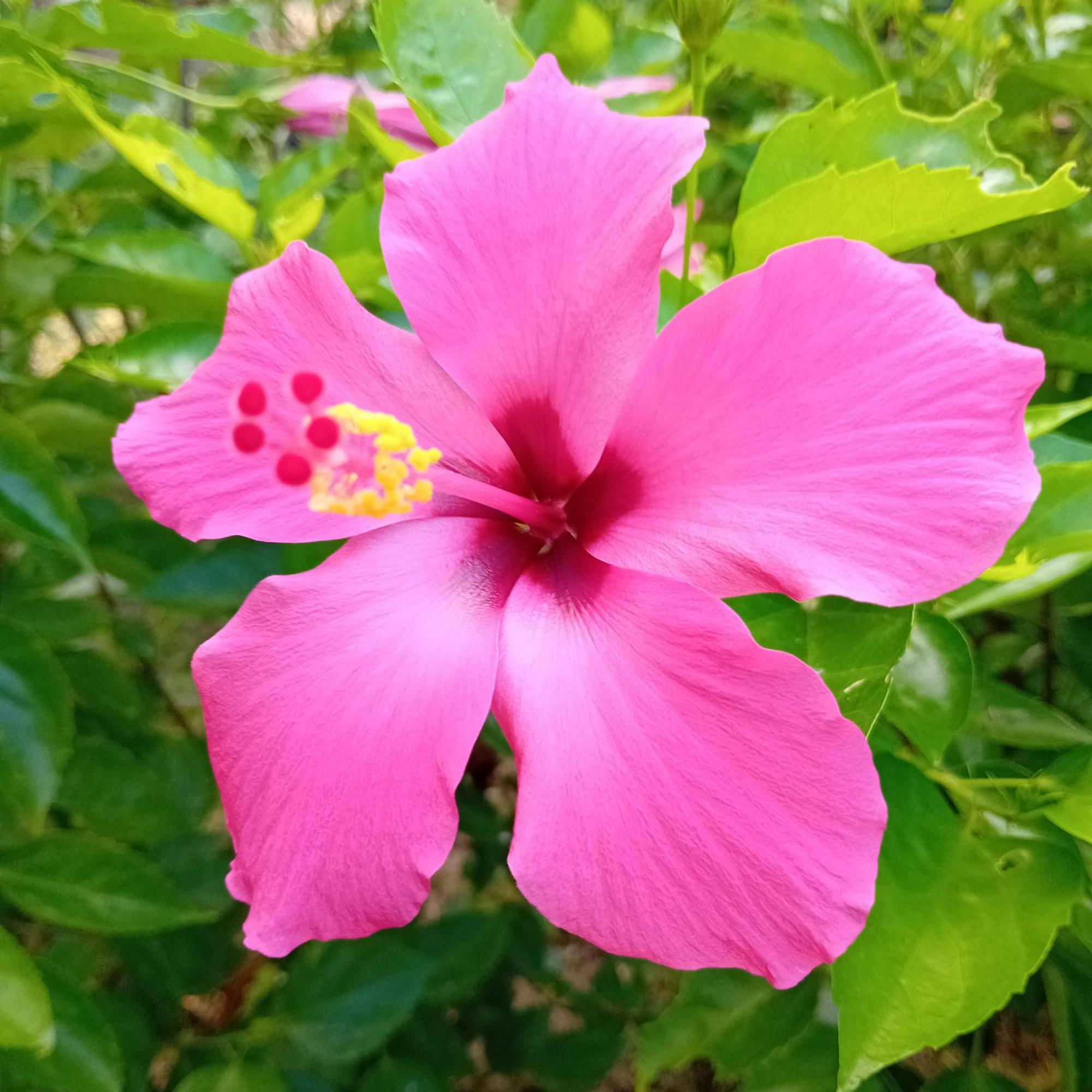 Budi Sun Resort ماوميري المظهر الخارجي الصورة
